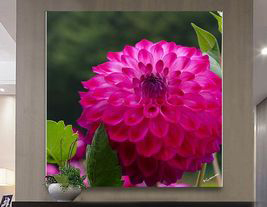 Dahlia